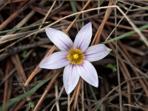 Romulea ramiflora