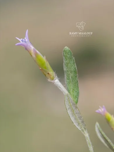 شردنية شرقية
