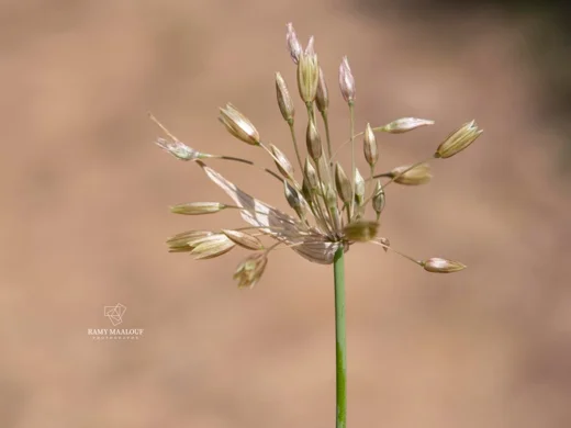 Allium beitchlelaense