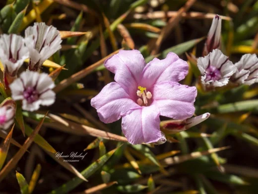 Acantholimon ulicinum