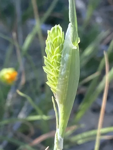 نسب المصنف - غير تجاري 4.0 دولي (CC BY-NC 4.0)- i naturalist.