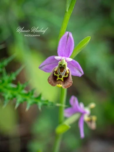 Ophrys fuciflora subsp. libanotica