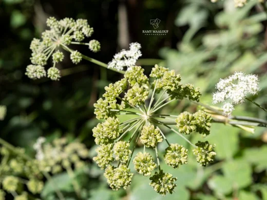 Angelica sylvestris