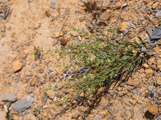 Thesium ramosum