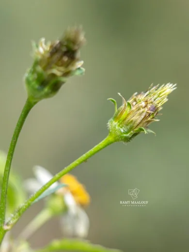 Bidens pilosa