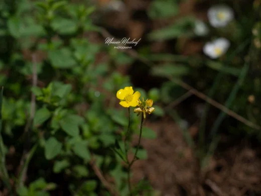 Ranunculus paludosus