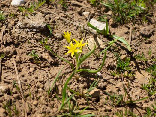 Gagea fragifera