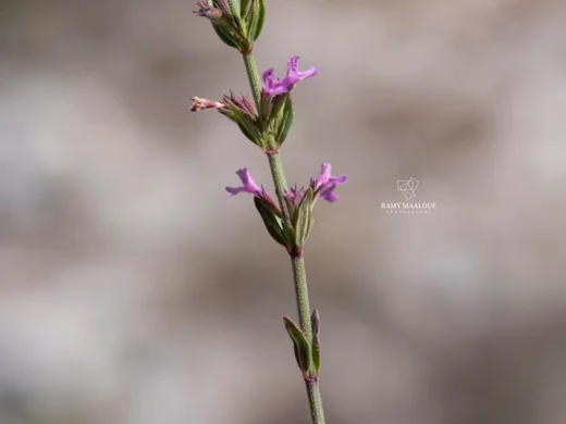 Micromeria juliana
