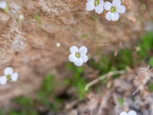 Arenaria deflexa
