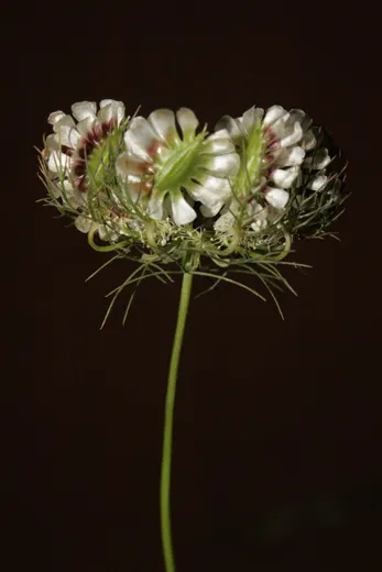 نسب المصنف - غير تجاري 4.0 دولي (CC BY-NC 4.0)- i naturalist.