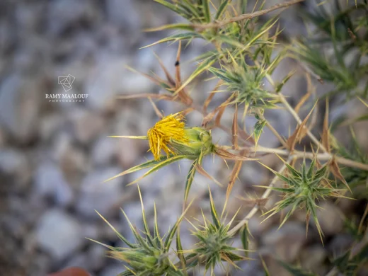 Carthamus persicus