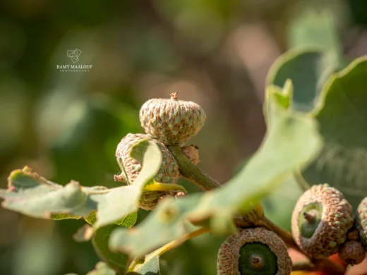 Quercus infectoria subsp. veneris