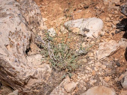 Gypsophila ruscifolia