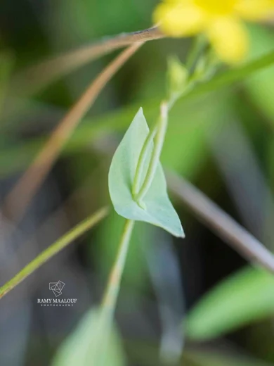 Blackstonia perfoliata