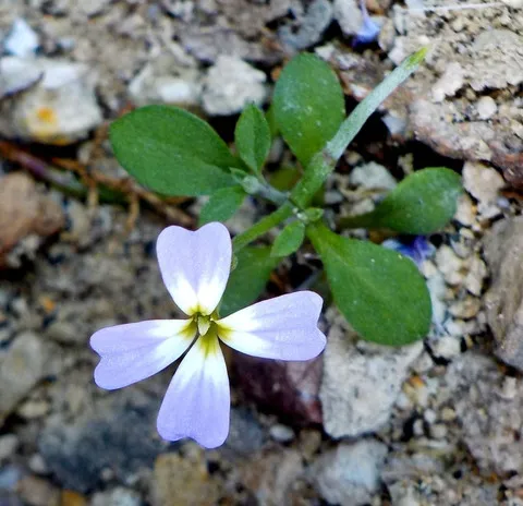 نسب المصنف - غير تجاري 4.0 دولي (CC BY-NC 4.0)- i naturalist.