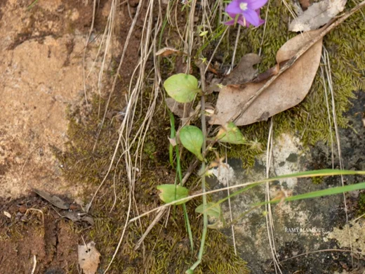 Campanula retrorsa