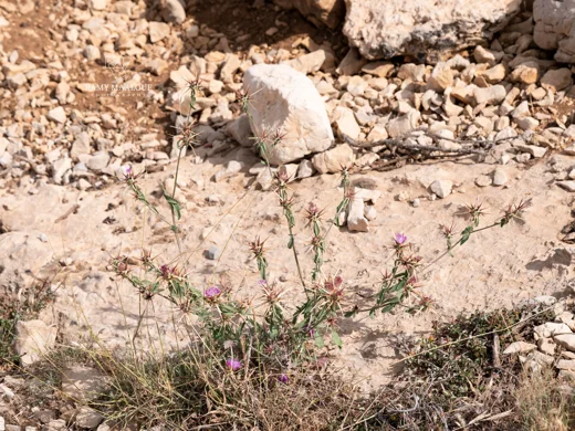 Centaurea iberica subsp. meryonis