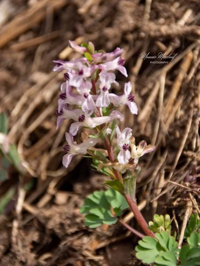 Corydalis triternata