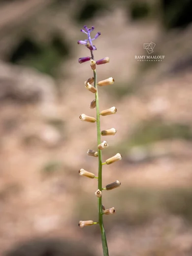 Muscari tenuiflorum