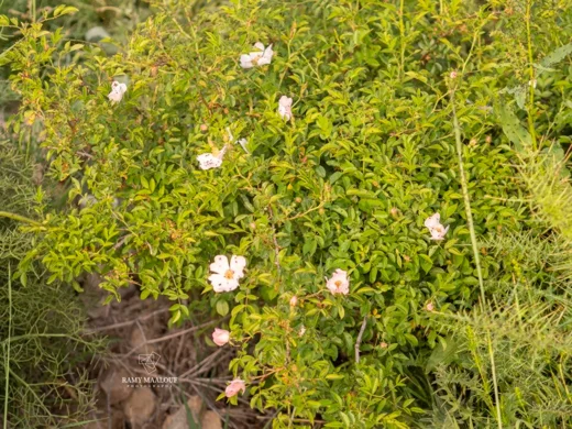 Rosa × andegavensis
