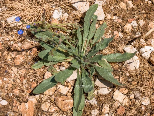 لسان الثور الأزرق