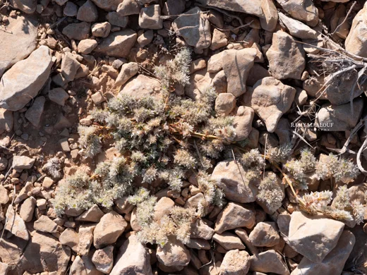 Paronychia chionaea