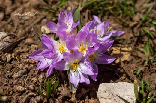 Colchicum szovitsii subsp. brachyphyllum