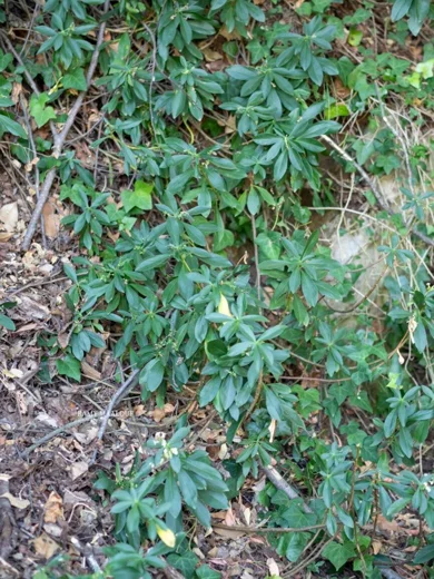 Daphne libanotica