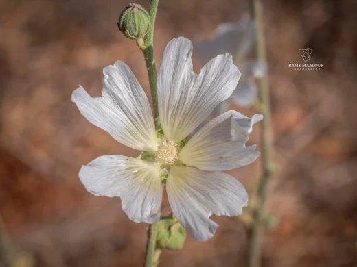 Alcea damascena