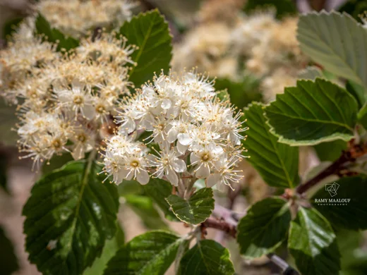 Aria umbellata