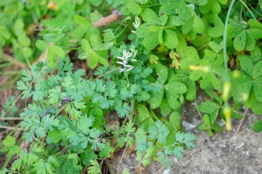 Fumaria judaica