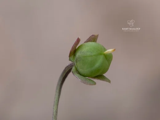 بنفسج لبناني