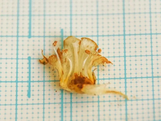 Orobanche palaestina