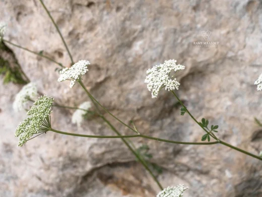 Cnidium silaifolium