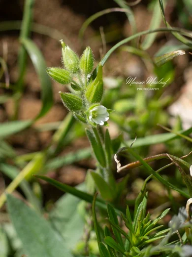 Dichodon cerastoides