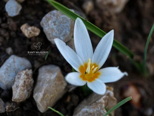 زعفران أبيض شاحب