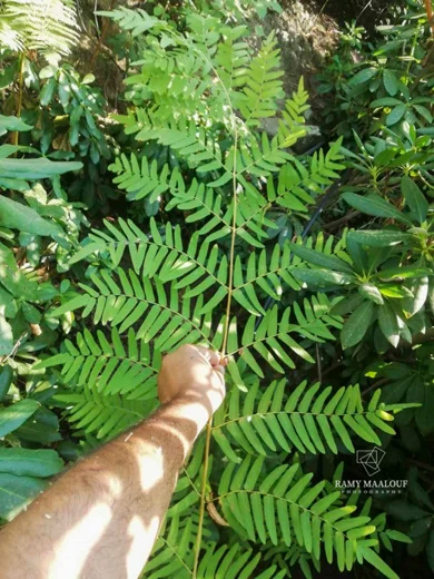 Osmunda regalis