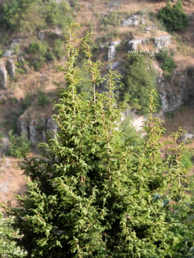 عرعر سوري