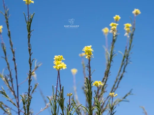 Erysimum scabrum
