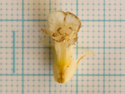 Orobanche palaestina