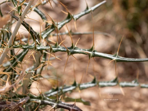 Ptilostemon diacanthus subsp. diacanthus