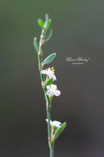 Polygonum equisetiforme