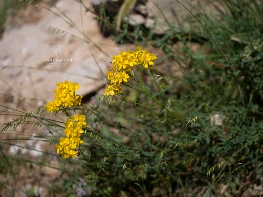 Hypericum tetrapterum