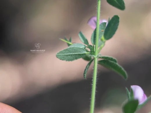 Ononis spinosa subsp. leiosperma