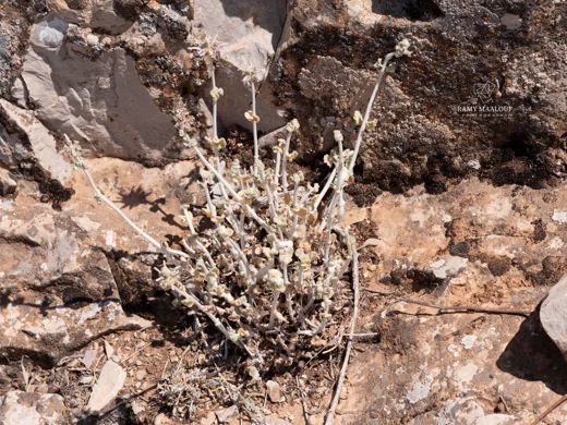 Pseudodictamnus damascenus