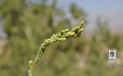 خس الحمار