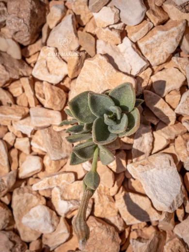 Silene sefidiana