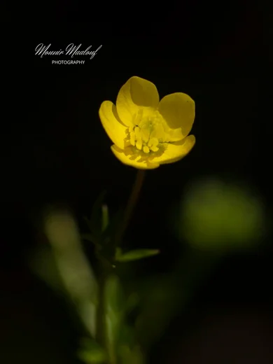 Ranunculus cornutus var. scandicinus