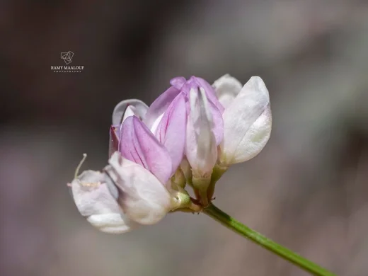 Coronilla libanotica