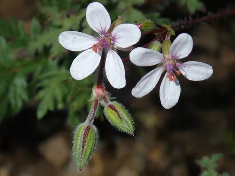نسب المصنف - غير تجاري 4.0 دولي (CC BY-NC 4.0)- i naturalist.
